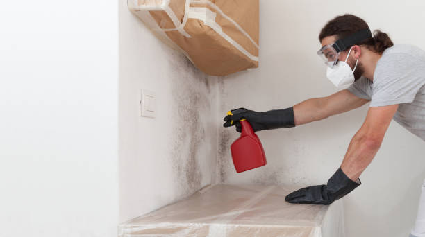 Professional Basement Mold Remediation technician working in Westport, PA