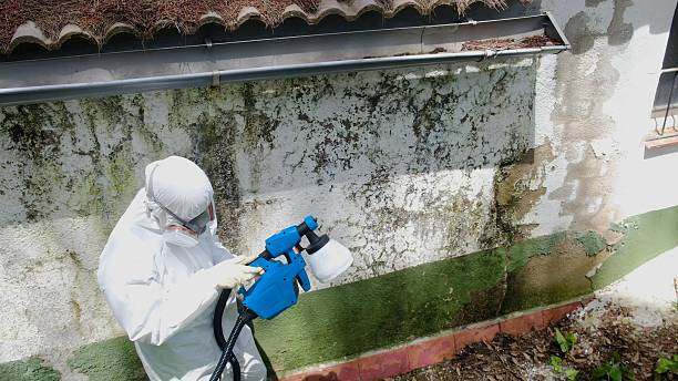 Top rated local Basement Mold Remediation specialists in Westport, PA